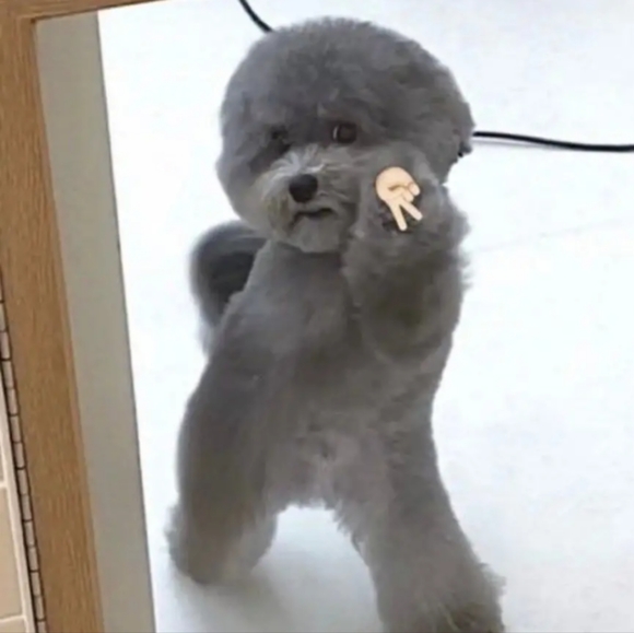 Meet your Posher, Biba - Picture 1 of 1